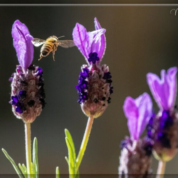 Joshua Tree's Beauty!  - Picture 4 of 16